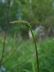 Actaea simplex