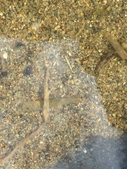 Laccophilus maculosus