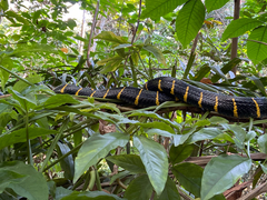 Boiga melanota