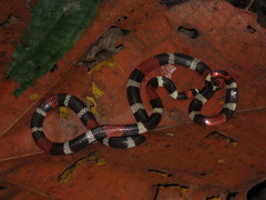 Micrurus lemniscatus helleri