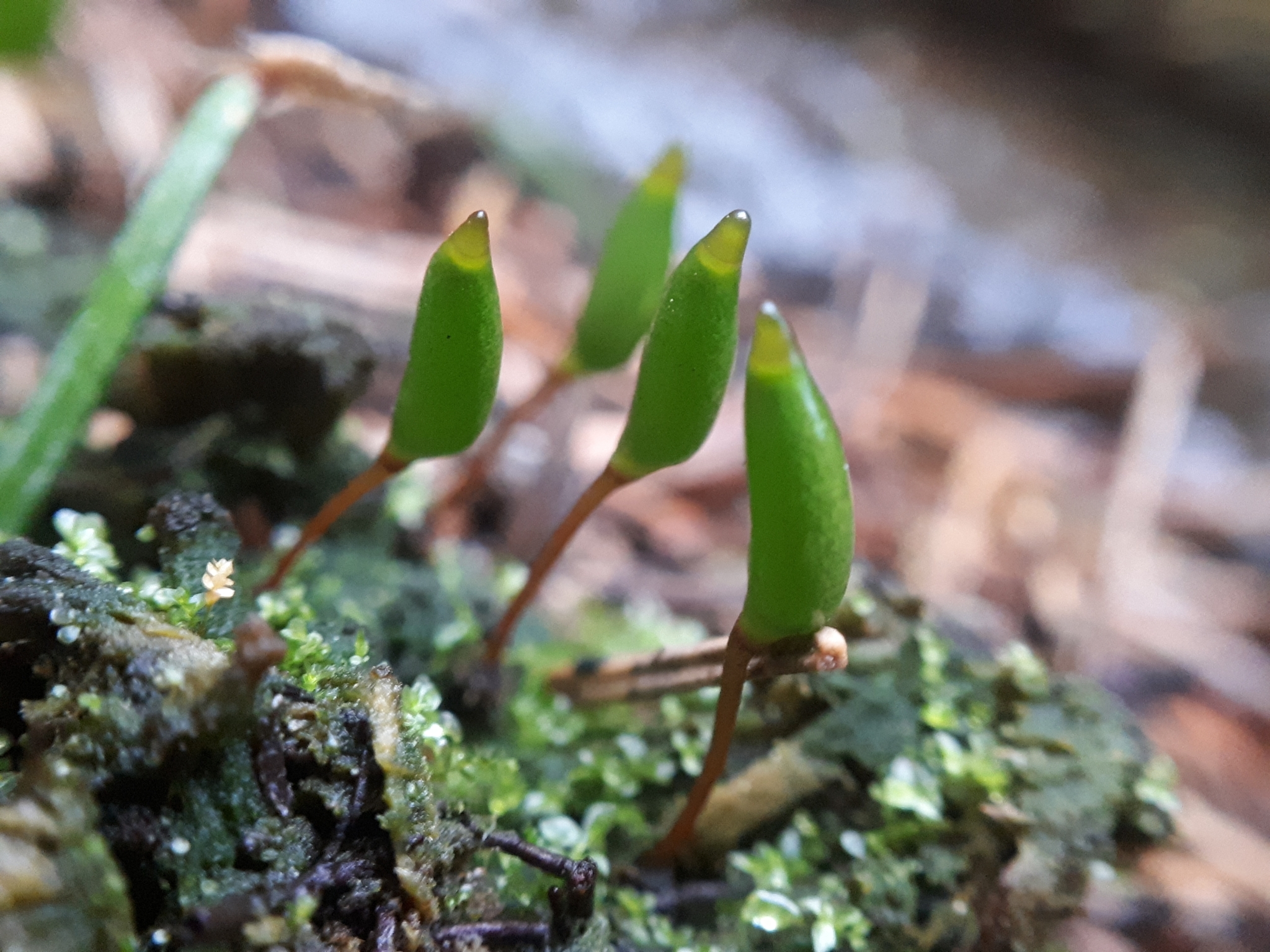 Buxbaumia viridis