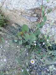 Guardiola platyphylla