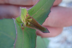 Guardiola platyphylla