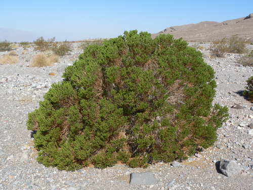 Peucephyllum schottii, photograph 6