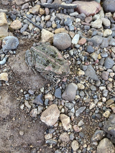 Cane Toad