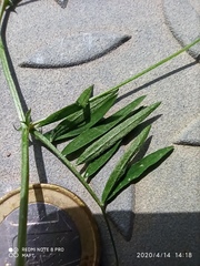 Vicia parviflora