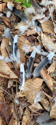Mourning Dove