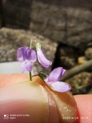 Vicia parviflora