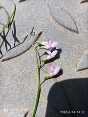 Vicia parviflora