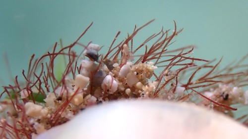 Womersleyella setacea
