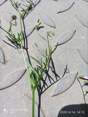 Vicia parviflora