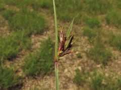 Scleria ciliata