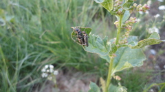 Cantharis xanthoporpa