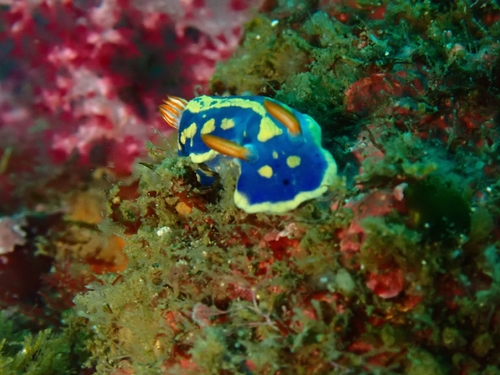 Festive Sea Slug
