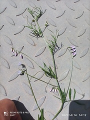 Vicia parviflora