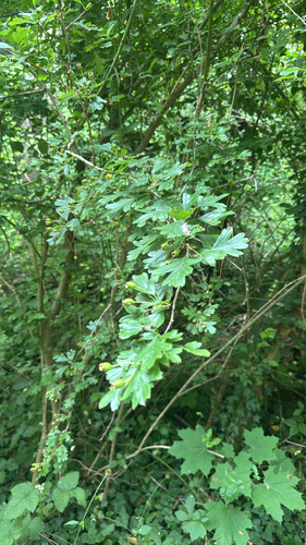 common hawthorn