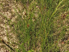 Scleria ciliata