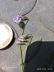 Vicia parviflora