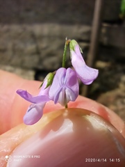 Vicia parviflora