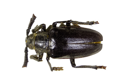 Mesoprionus besikanus