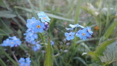 Myosotis alpestris