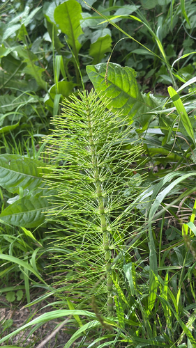 great horsetail