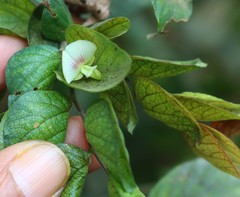 Flemingia strobilifera
