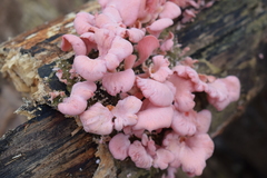 Pleurotus djamor roseus