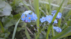 Myosotis alpestris