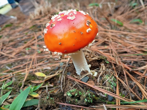 Fly Agaric
