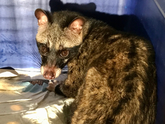 Paradoxurus musangus