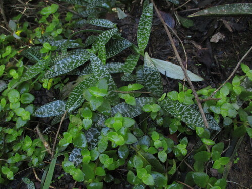 Ledebouria socialis