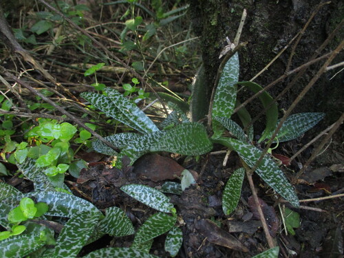 Ledebouria socialis