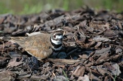 Charadrius vociferus
