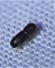 Xyleborinus saxesenii