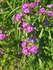 Tradescantia bracteata
