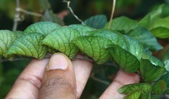 Flemingia strobilifera