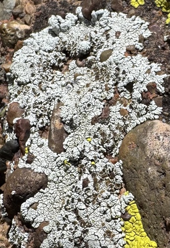 Lobothallia alphoplaca