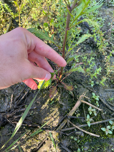 Rorippa sessiliflora, photograph 3