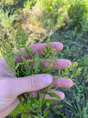 Rorippa sessiliflora