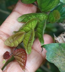 Flemingia strobilifera