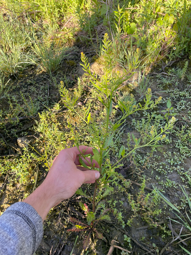 Rorippa sessiliflora, photograph 2