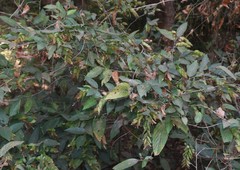 Flemingia strobilifera