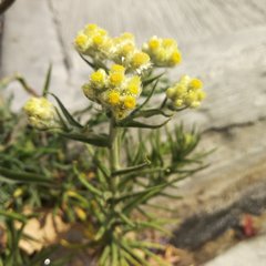 Pseudognaphalium viscosum