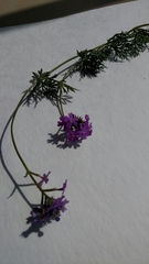 Verbena pulchella