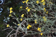 Coronilla