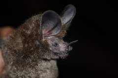 Trachops cirrhosus