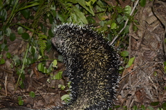 Coendou longicaudatus