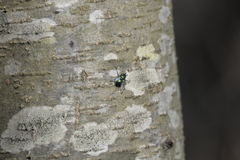 Gymnocheta viridis