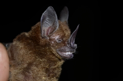 Phyllostomus elongatus
